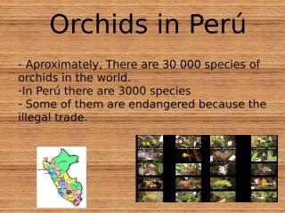 The Orchid in Perú.ppt